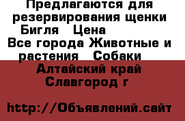 Предлагаются для резервирования щенки Бигля › Цена ­ 40 000 - Все города Животные и растения » Собаки   . Алтайский край,Славгород г.